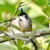 Red-whiskered Bulbul/Crested Bulbul