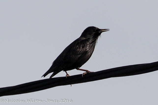 Spotless Starling; Estornino Negro