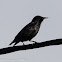 Spotless Starling; Estornino Negro