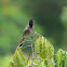 Bulbul - Red-Vented Bulbul