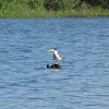 Large-billed Tern