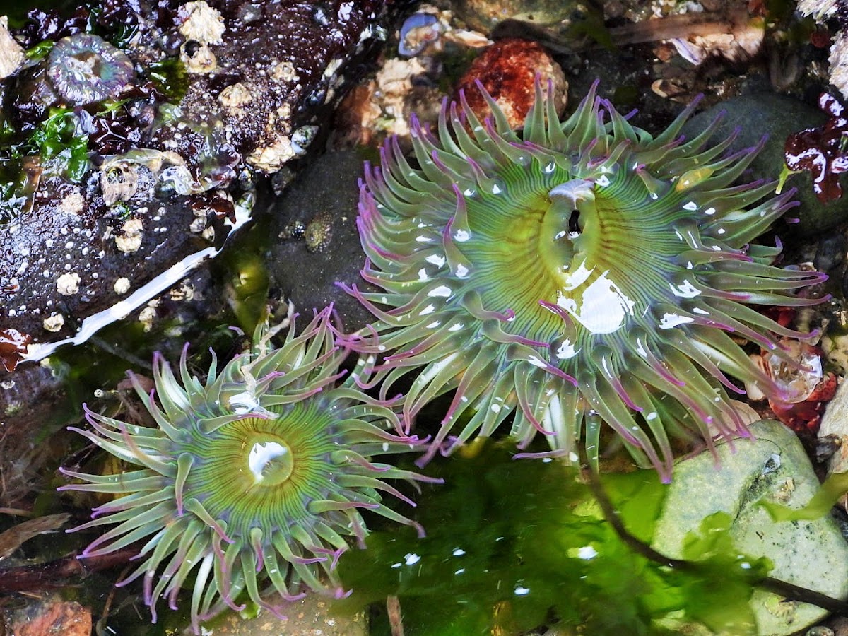 Aggregating anemone