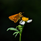 Grass Skipper