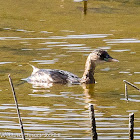 Little Grebe; Zampullín Chico