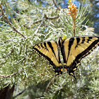 Western Tiger Swallowtail