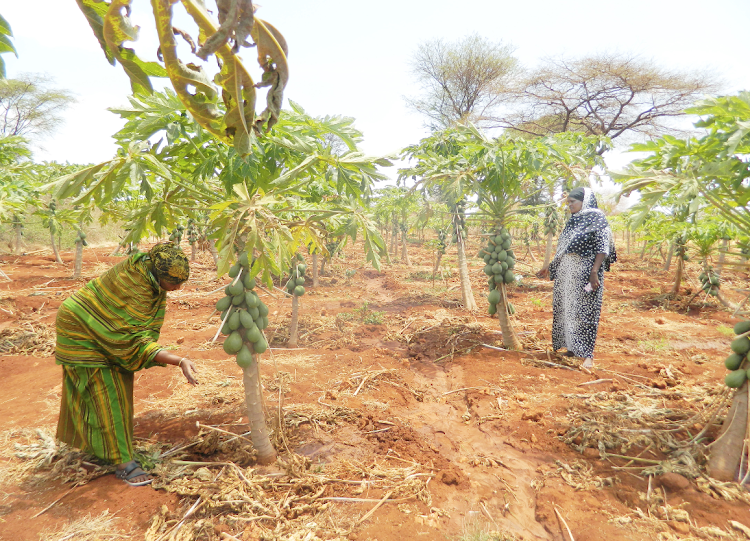 Members of Malka Bisanadi cultural centre who have diversified their cultural activities by venturing in modern farming of pawpaws, oranges, sweet potatoes and other drought resistant crops.