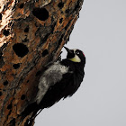 Acorn Woodpecker