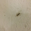 House Centipede