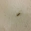 House Centipede