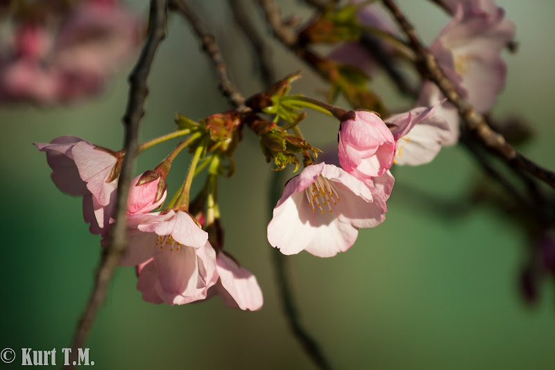 IMAGE: https://lh3.googleusercontent.com/_rxAI4ZbEC_4/TZfru3m8nQI/AAAAAAAAAHk/V-eoqPVktRM/s800/IMG_8851.jpg