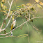 Pycnonotus sinensis 白頭鵯