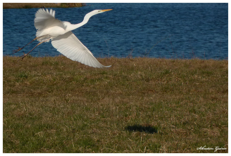 FZ38 et oiseaux sauvages, pas facile. P1060865