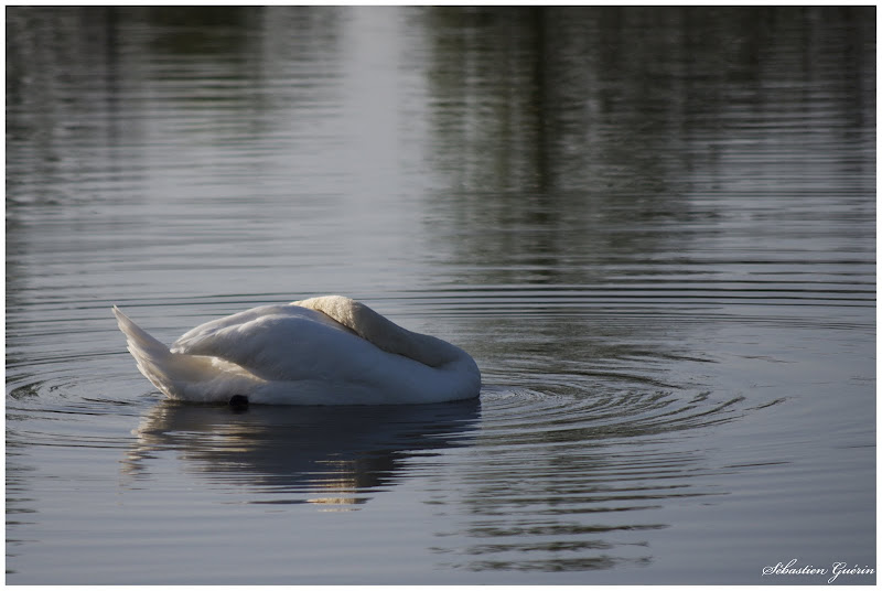 Cygne contorsionniste SEBY2081