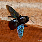 CARPENTER BEE