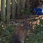 Eastern Cottontail Rabbit