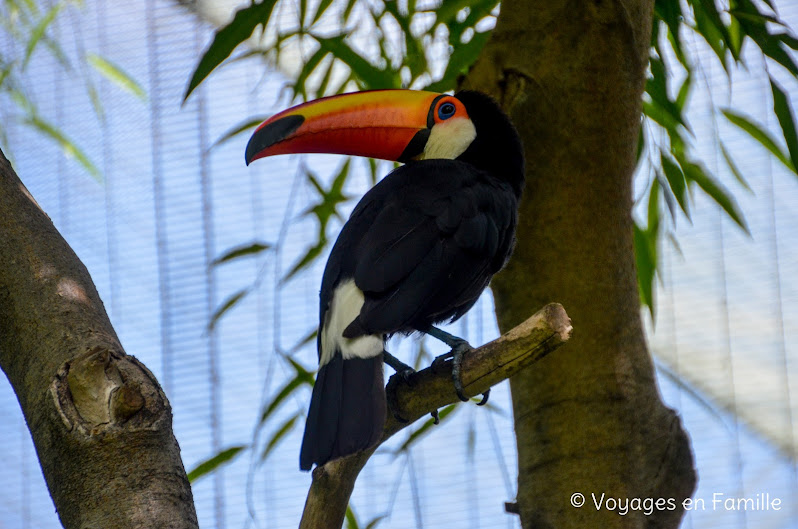 San Diego Zoo - lost forest birds