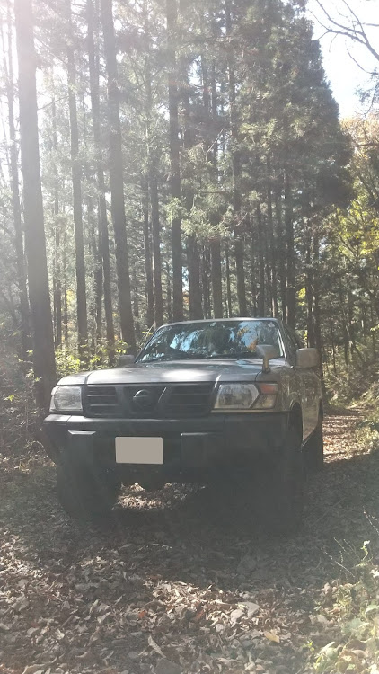 サファリの森の中で・晩秋・うろこ雲に関するカスタム事例の投稿画像1枚目