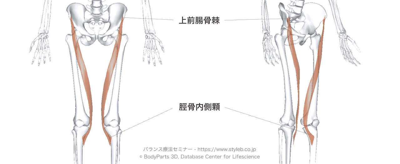 縫工筋