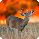 Download Deer Wallpaper For PC Windows and Mac 1.01