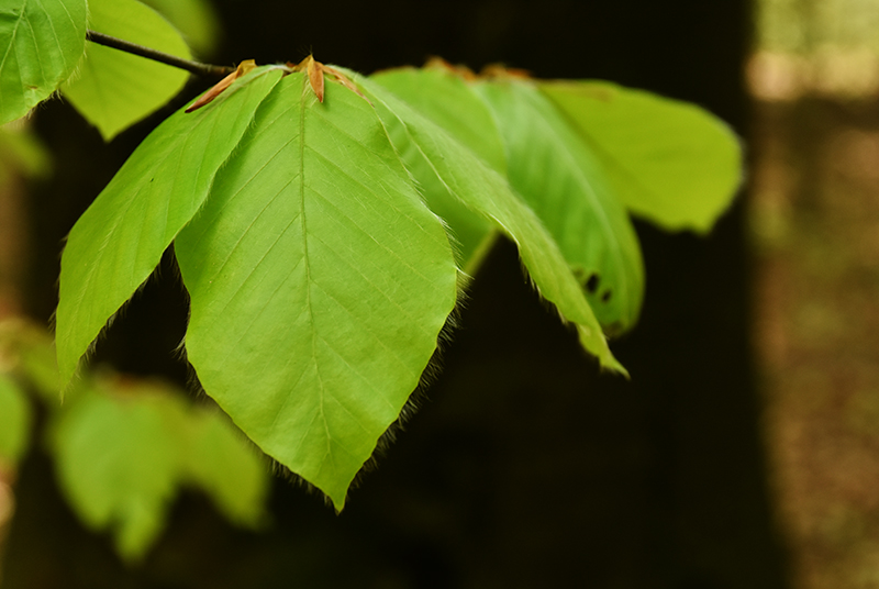 European beech