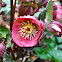 Hellebore, Christrose