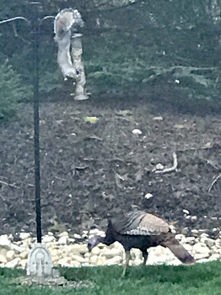 Wild turkey and Gray squirrel