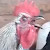 Death Metal Rooster