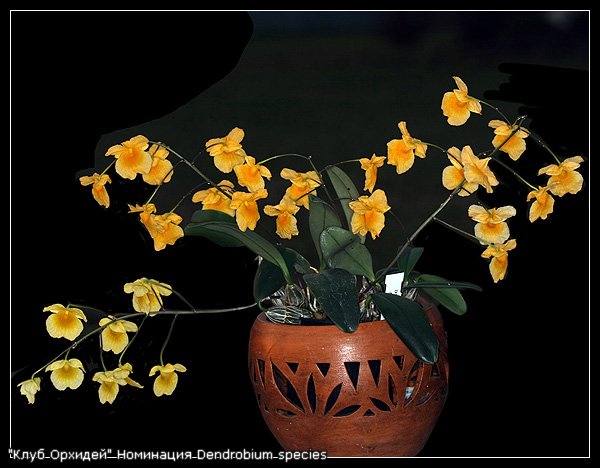 Горшки для орхидей - Страница 7 Aaaa8834bc4f