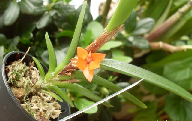 Ceratostylis rubra  SDC18411