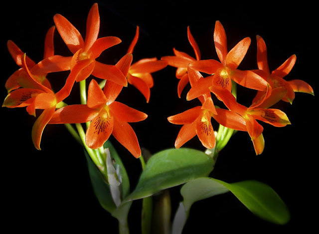 Cattleya aurantiaca  Red