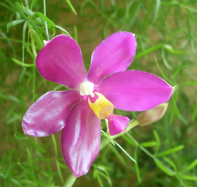 Phalaenopsis pulchra  - Страница 2 SDC19005