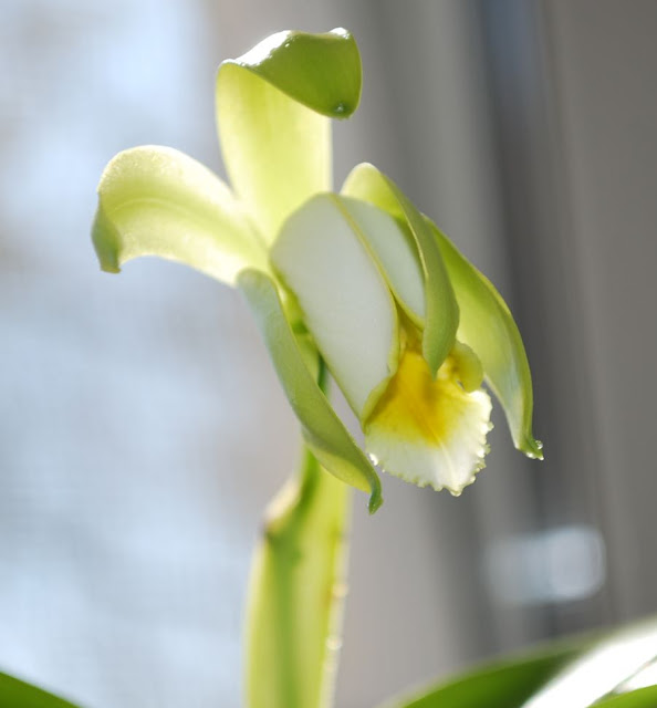 Cattleya forbesii (Каттлея Форбеси) - Страница 2 DSC_0012