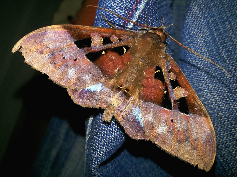 Ischyja moth