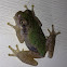 Gray/Cope's Gray Tree Frog