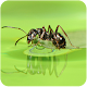 Download Ant Live Wallpaper For PC Windows and Mac 1.0