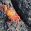 Sally Lightfoot crabs