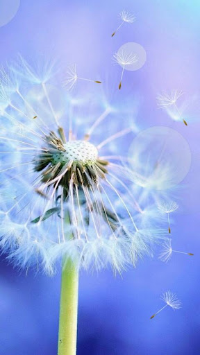 Dandelions Falling Free LWP