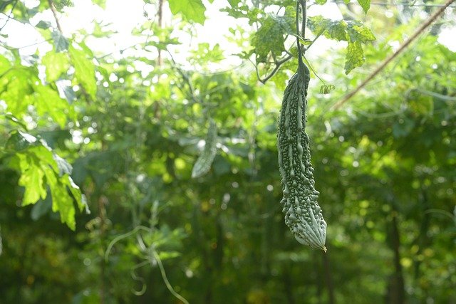 Bitter Gourd vegetables names in hindi