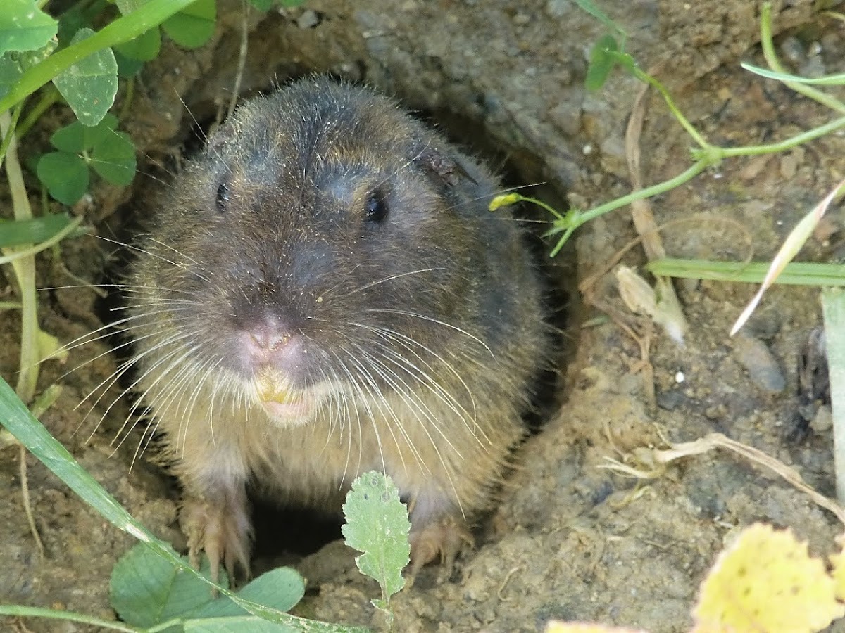 Bottas Valley Gopher