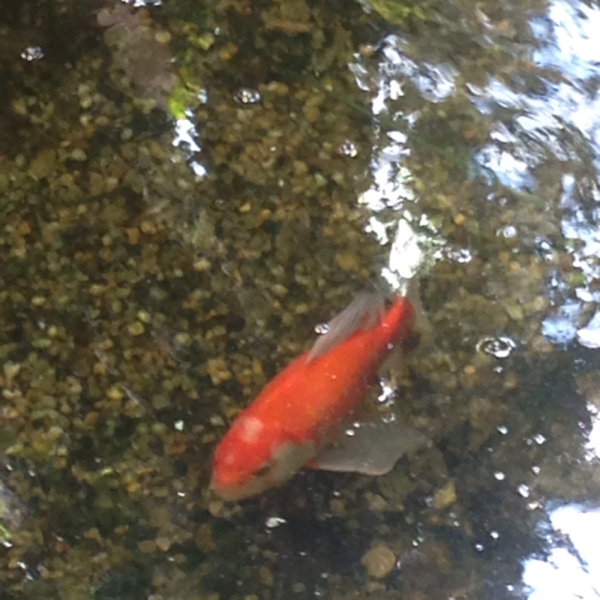 Koi