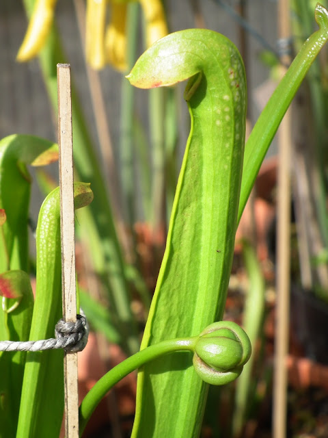 Sarracenia, vigueur du printemps DSCF2211