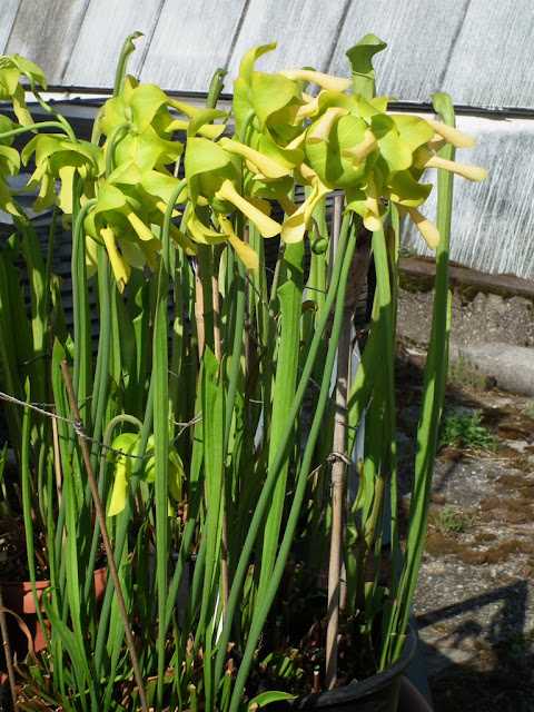 Sarracenia, vigueur du printemps DSCF2213