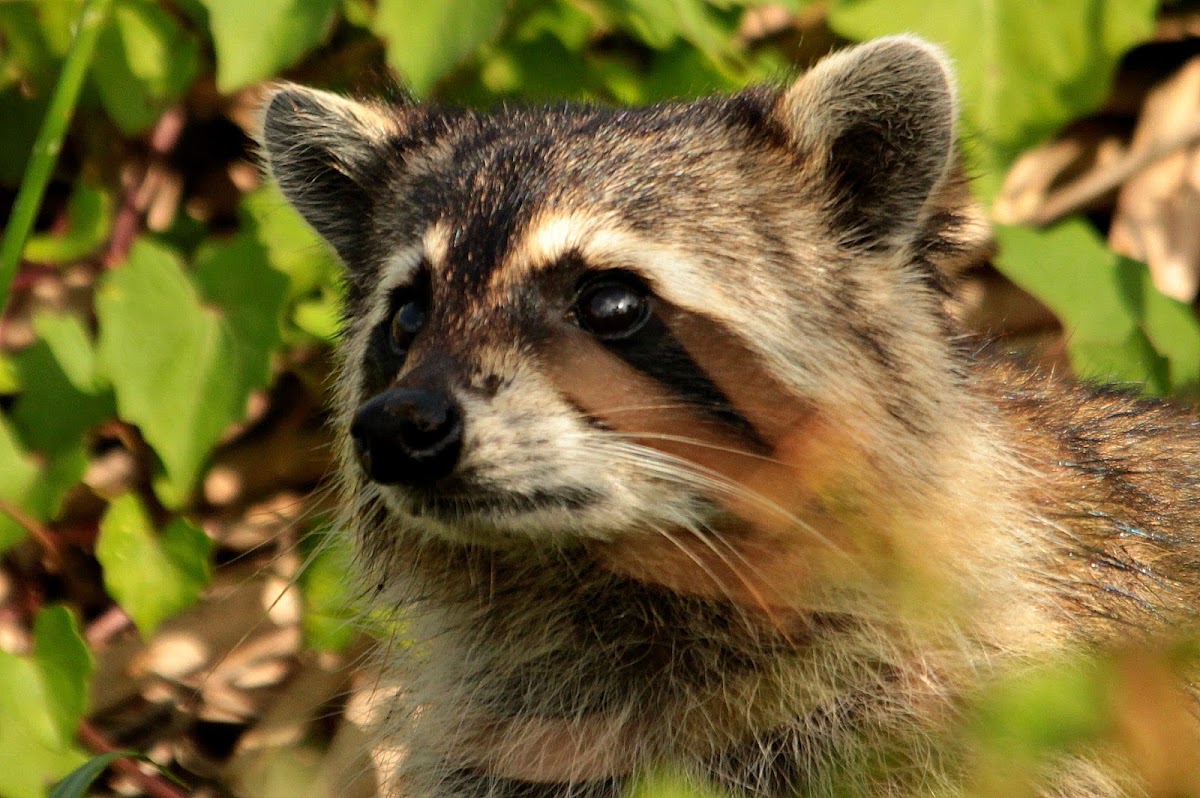 Raccoon