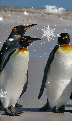 Pinguin live wallpaper