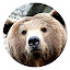 Bear New Tab Page HD Wallpapers Themes