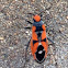 Red-banded Seed-eating Bug