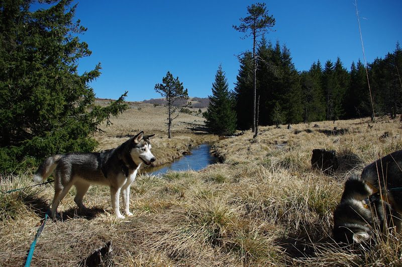 HOLDA - Femelle Husky 13 mois, (34) IMGP2753