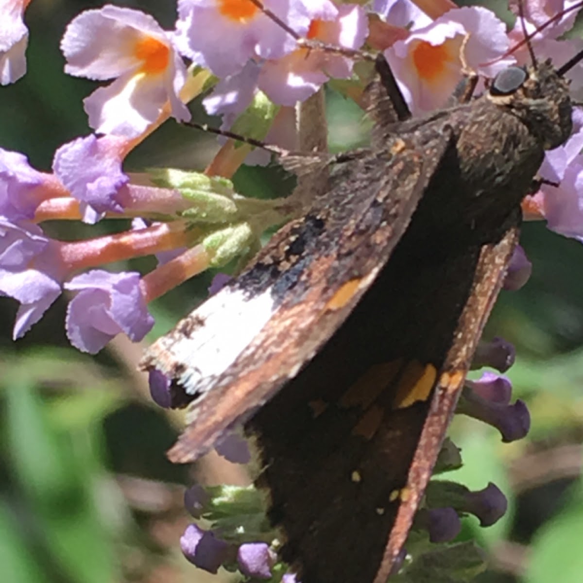 Hoary Edge Skipper