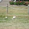 American white ibis