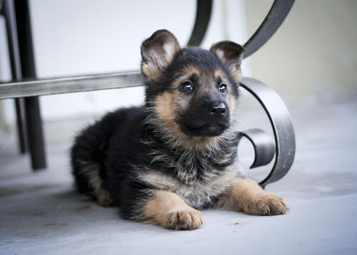 German Shepherd Dog Pack 3